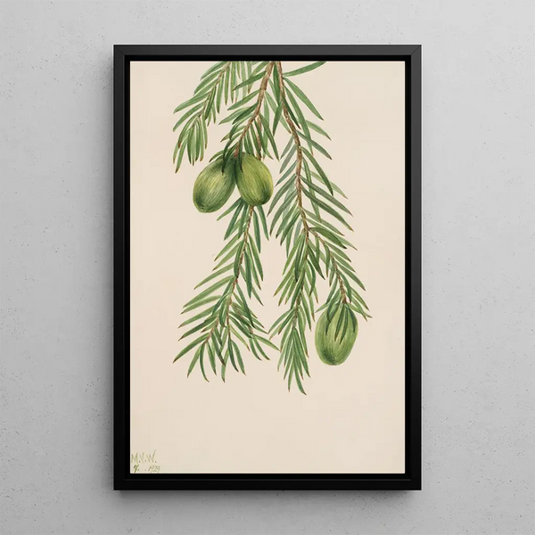 If of California Tumion californicum - Mary Vaux Walcott — framed artwork on a wall