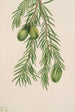 If of California Tumion californicum - Mary Vaux Walcott — artwork view