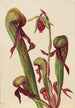 Sarracénie de Californie Chrysamphora californica - Mary Vaux Walcott — artwork view