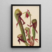 Sarracénie de Californie Chrysamphora californica - Mary Vaux Walcott — framed artwork on a wall