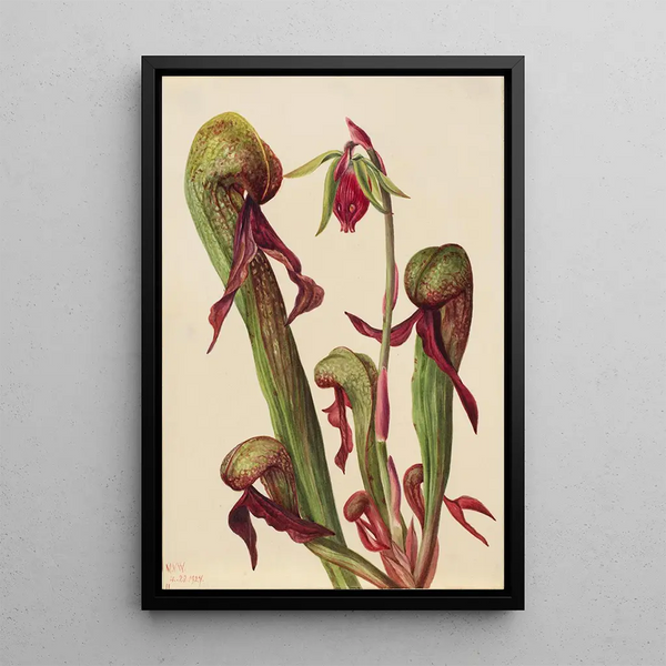 Sarracénie de Californie Chrysamphora californica - Mary Vaux Walcott — framed artwork on a wall