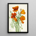 California Poppy Eschscholtzia californica - Mary Vaux Walcott — framed artwork on a wall