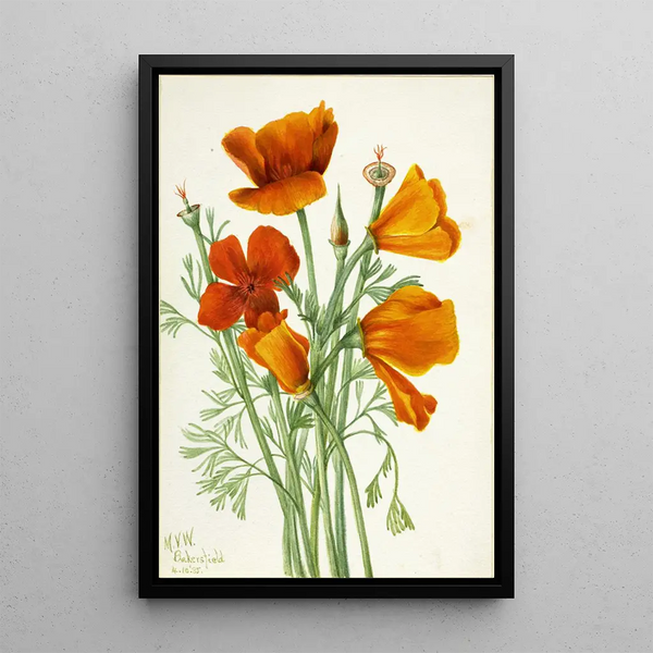 California Poppy Eschscholtzia californica - Mary Vaux Walcott — framed artwork on a wall