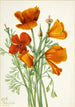 California Poppy Eschscholtzia californica - Mary Vaux Walcott — artwork view