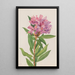 Rhododendron de Californie Rhododendron californicum - Mary Vaux Walcott — framed artwork on a wall