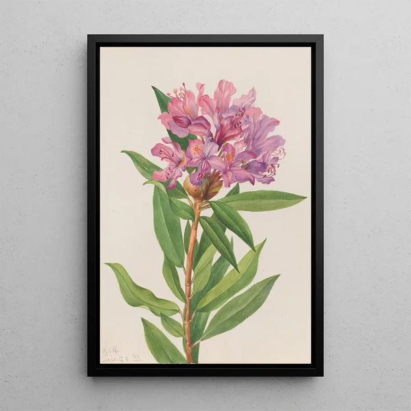 Rhododendron de Californie Rhododendron californicum - Mary Vaux Walcott — framed artwork on a wall