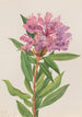 Rhododendron de Californie Rhododendron californicum - Mary Vaux Walcott — artwork view