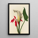 Arum - Mary Vaux Walcott — framed artwork on a wall