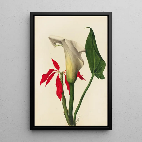 Arum - Mary Vaux Walcott — framed artwork on a wall