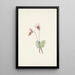 Calypso Cytherea bulbosa - Mary Vaux Walcott — framed artwork on a wall