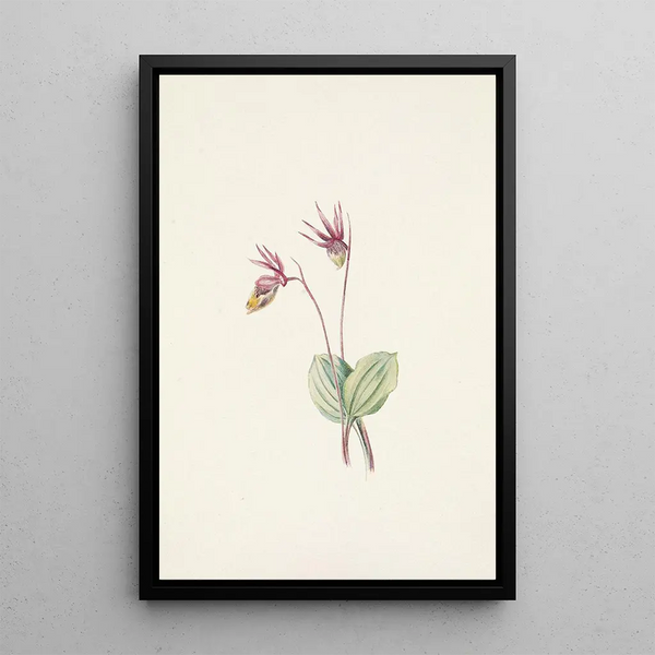 Calypso Cytherea bulbosa - Mary Vaux Walcott — framed artwork on a wall