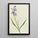 Camas Quamasia quamash - Mary Vaux Walcott — framed artwork on a wall
