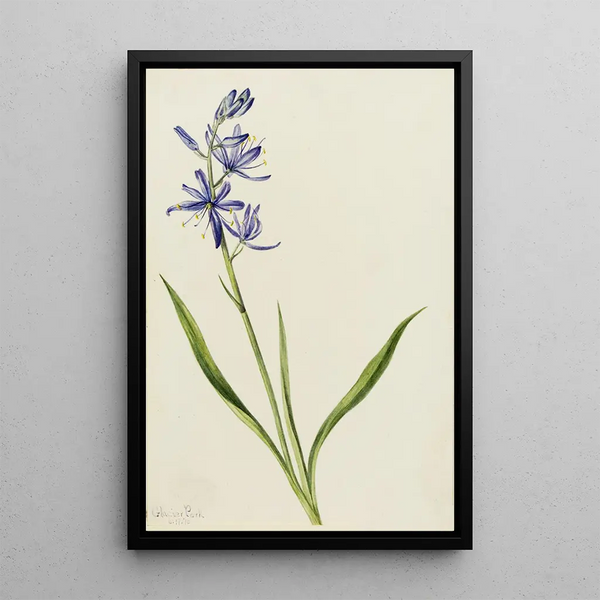 Camas Quamasia quamash - Mary Vaux Walcott — framed artwork on a wall