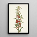 Shepherdie of Canada Lepargyrea canadensis - Mary Vaux Walcott — framed artwork on a wall