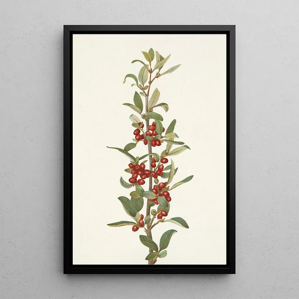 Shepherdie of Canada Lepargyrea canadensis - Mary Vaux Walcott — framed artwork on a wall