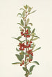 Shepherdie of Canada Lepargyrea canadensis - Mary Vaux Walcott — artwork view