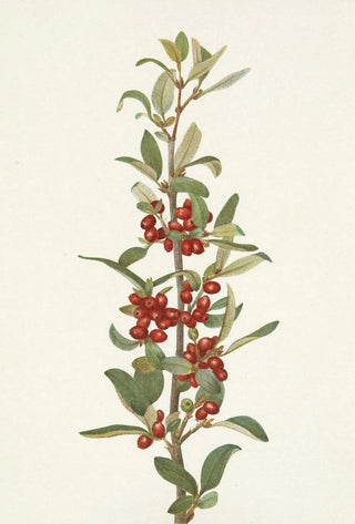 Mary Vaux Walcott - Canada Buffaloberry Lepargyrea canadensis.webp