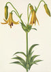 Lis du Canada Lilium canadense - Mary Vaux Walcott — artwork view
