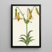 Lis du Canada Lilium canadense - Mary Vaux Walcott — framed artwork on a wall