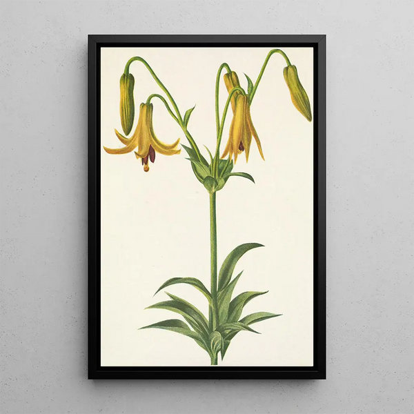 Lis du Canada Lilium canadense - Mary Vaux Walcott — framed artwork on a wall