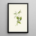Violette du Canada Viola canadensis - Mary Vaux Walcott — framed artwork on a wall