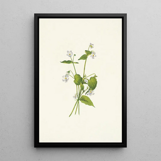 Mary Vaux Walcott - Canada Violet Viola canadensis.webp