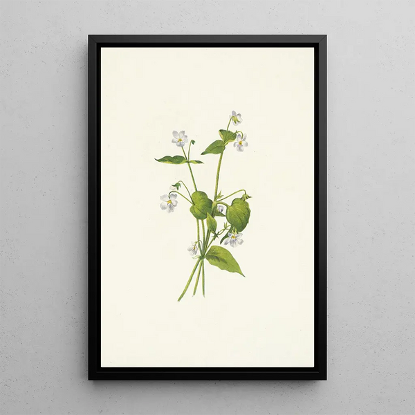 Violette du Canada Viola canadensis - Mary Vaux Walcott — framed artwork on a wall