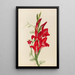 Cannas and Ipomoea Canna species and Ipomoea quamoclit - Mary Vaux Walcott — framed artwork on a wall