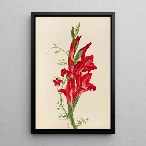 Cannas and Ipomoea Canna species and Ipomoea quamoclit - Mary Vaux Walcott — framed artwork on a wall