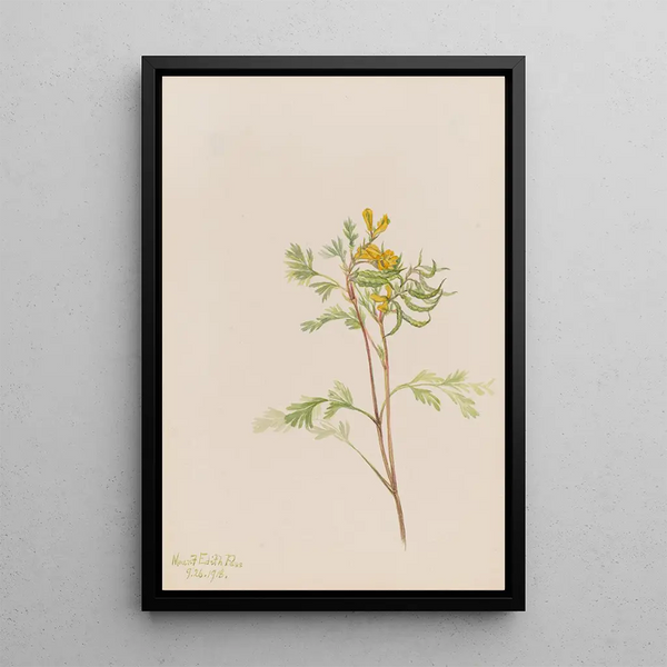 Capnoides aureum - Mary Vaux Walcott | Painting — framed artwork on a wall