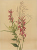Fleur cardinale Lobelia cardinalis - Mary Vaux Walcott — artwork view