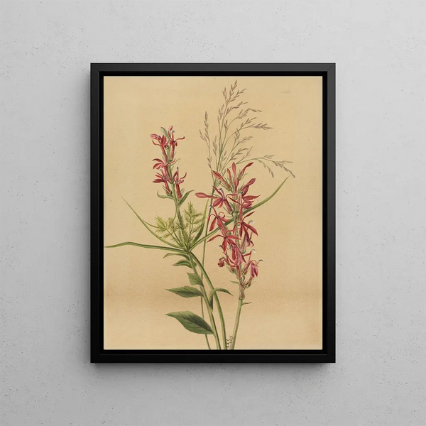 Fleur cardinale Lobelia cardinalis - Mary Vaux Walcott — framed artwork on a wall