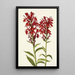 Lobélie écarlate Lobelia cardinalis - Mary Vaux Walcott — framed artwork on a wall
