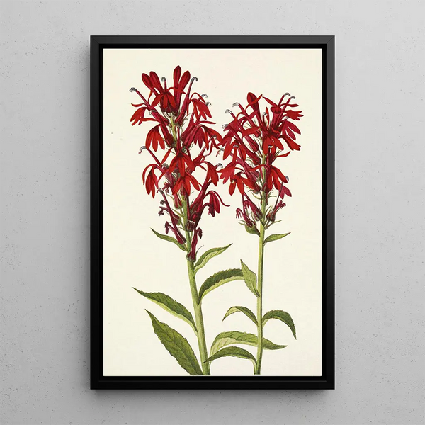 Lobélie écarlate Lobelia cardinalis - Mary Vaux Walcott — framed artwork on a wall
