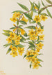 Jasmin de Caroline Gelsemium sempervirens - Mary Vaux Walcott — artwork view