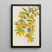 Jasmin de Caroline Gelsemium sempervirens - Mary Vaux Walcott — framed artwork on a wall