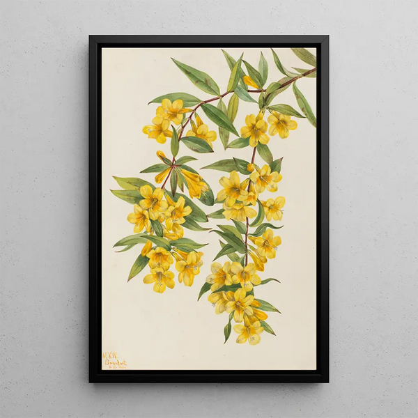 Jasmin de Caroline Gelsemium sempervirens - Mary Vaux Walcott — framed artwork on a wall