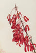 Maple of Caroline Acer carolinianum - Mary Vaux Walcott — artwork view