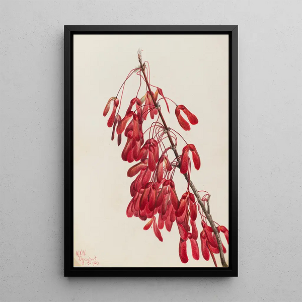 Maple of Caroline Acer carolinianum - Mary Vaux Walcott — framed artwork on a wall