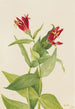 Spigélie du Maryland Spigelia marylandica - Mary Vaux Walcott — artwork view