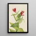 Spigélie du Maryland Spigelia marylandica - Mary Vaux Walcott — framed artwork on a wall
