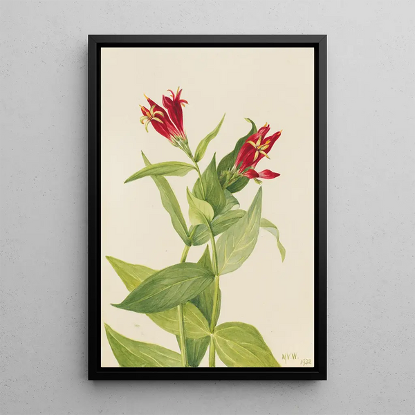 Spigélie du Maryland Spigelia marylandica - Mary Vaux Walcott — framed artwork on a wall