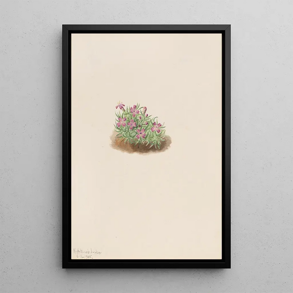Silène acaule Silene acaulis - Mary Vaux Walcott — framed artwork on a wall