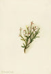 Cassiope mertensiana - Mary Vaux Walcott — artwork view
