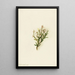 Cassiope mertensiana - Mary Vaux Walcott — framed artwork on a wall