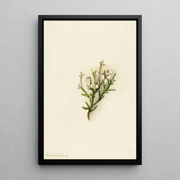 Cassiope mertensiana - Mary Vaux Walcott — framed artwork on a wall