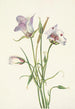 Catalina Mariposa Calochortus catalinae - Mary Vaux Walcott — artwork view