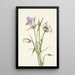 Catalina Mariposa Calochortus catalinae - Mary Vaux Walcott — framed artwork on a wall