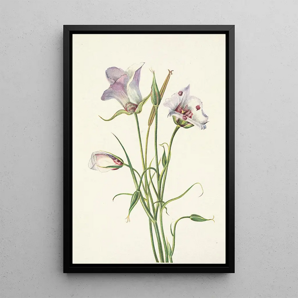 Catalina Mariposa Calochortus catalinae - Mary Vaux Walcott — framed artwork on a wall