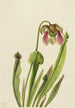 Sarracénie de Catesby Sarracenia catesaei - Mary Vaux Walcott — artwork view